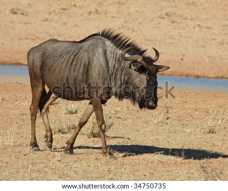 Blue wildebeest (Connochaetes taurinus) in the Kalahari desert, Southern Africa