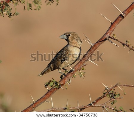 A Sociable Weaver, a desert bird.