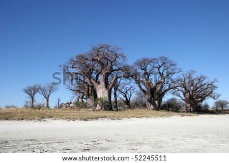 Baobab tree in Botswana, Southern Africa