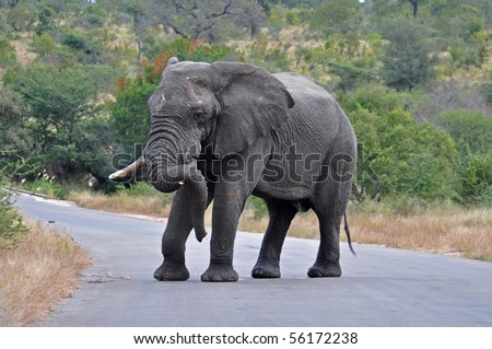 An African Elephant Bull in an aggressive mood, crossing a road in the Kruger Park, South Africa.