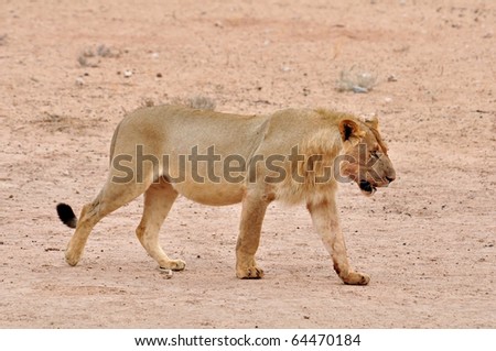 A young male African lion in the Kgalagadi Park, Kalahari Desert, South Africa, just after a hunt.