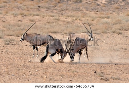 Male Gemsbok Antelope in the Kgalagadi Transfrontier Park, Southern Africa fighting in the dust to enforce the social structure.
