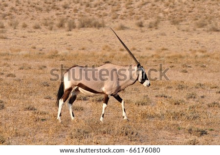 Female Gemsbok Antelope in the Kgalagadi Transfrontier Park, Southern Africa.