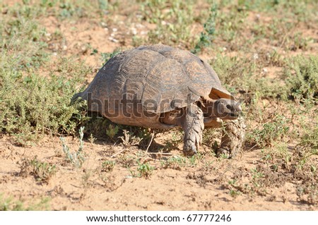 Leopard tortoise, also known as the mountain tortoise in South Africa