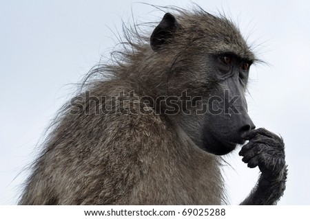 The Thinker: A chacma baboon in South Africa.