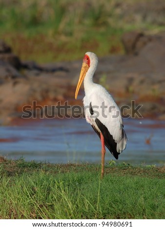 Yellow Billed Stork catching food in a lake in South Africa.