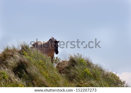 An horse walking on sand dunes in Zandvoort, Holland.