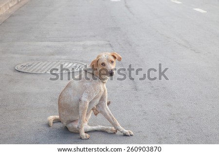 Stray Dog alone on Street
