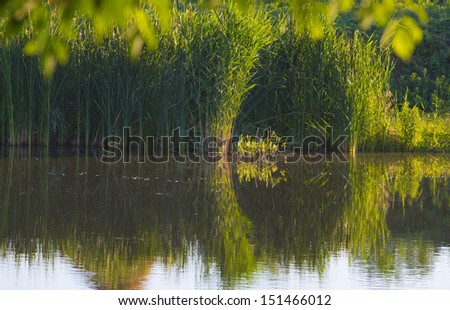 landscape with lake marsh reed and heron