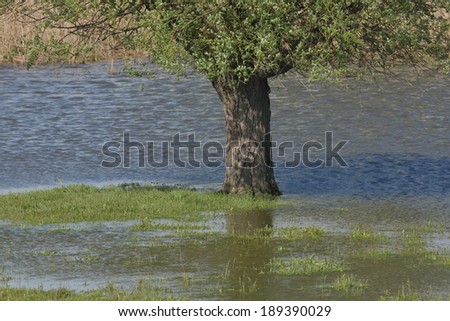 tree trunk in water
