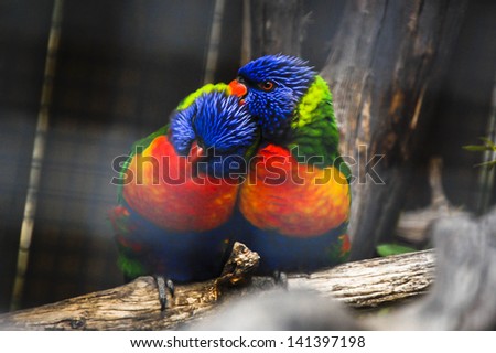 Colorful Couple Of Parrots
