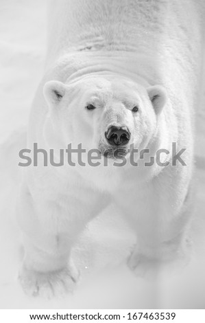 Big Polar Bear hunting in snow