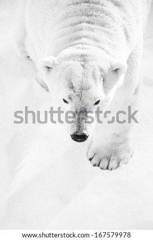 Big Polar Bear hunting in snow