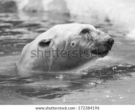 Big Polar Bear swimming in cold water