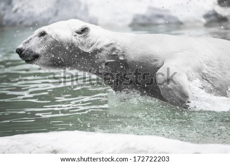 Big Polar Bear swimming in cold water