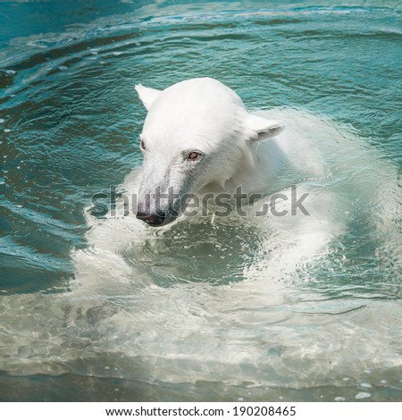 Small Polar Bear swimming in cold water