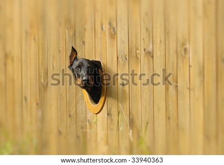Curious dog looking from the hole in the fence