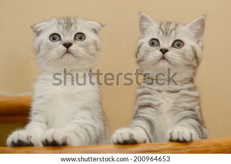 Two kittens looking up