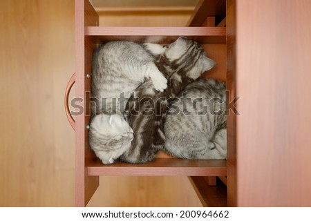 Sleeping kittens in a drawer