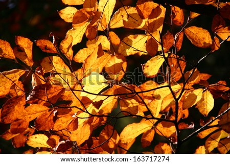 yellow decorative leafs background