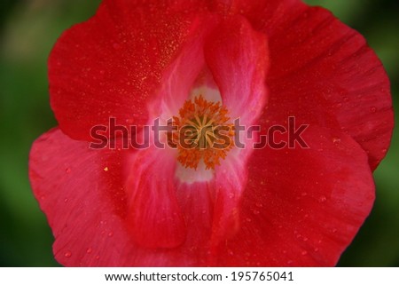 White poppy flowers     Save to a Lightbox ?        Find Similar Images     Share ?    poppy flower