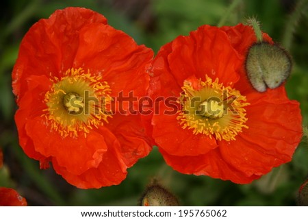 White poppy flowers     Save to a Lightbox ?        Find Similar Images     Share ?    poppy flower