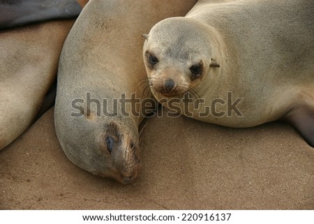 Seal sleeping on the beach