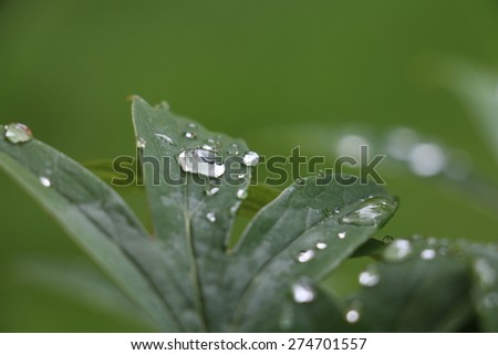 Green leaves and water drops realistic background