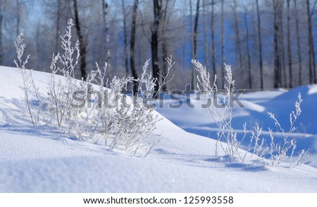 Snow and grass in the frost in a bright sun