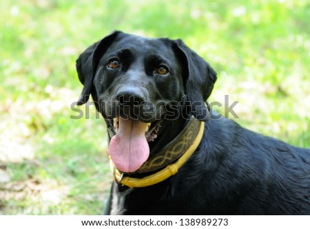 Portrait of a dog in yellow anti flea dog collar