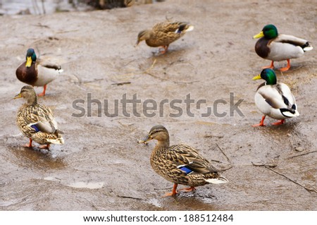 Mallard ducks on the wet shore