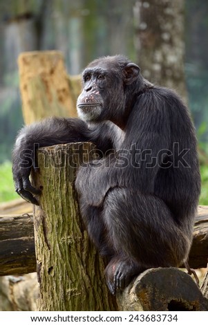 Chimpanzee sitting on a stump in the pose of meditation