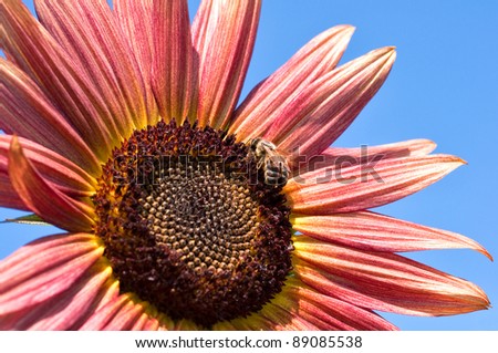 Bee working on red sunflower