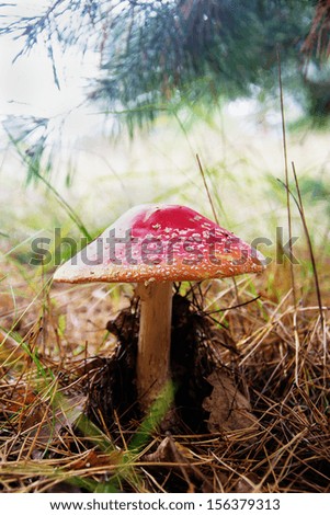 red mushroom in a pine needles