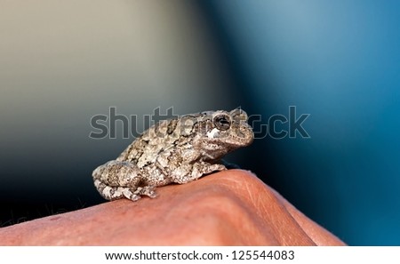 Helping Hand-Tree frog resting on a helping hand