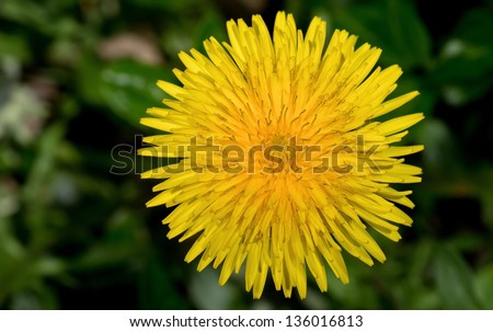 Dandelion-The dandelion is a perennial, herbaceous plant with lance-shaped leaves. They\'re so deeply toothed, they gave the plant its name in Old French: Dent-de-lion means lion\'s tooth in Old French.