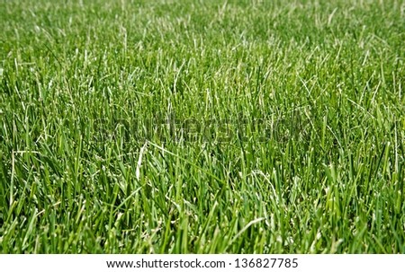 Red Fescue is said to be a low-maintenance ground cover. It is beneficial for erosion control and tends to attract wildlife to the lawn.