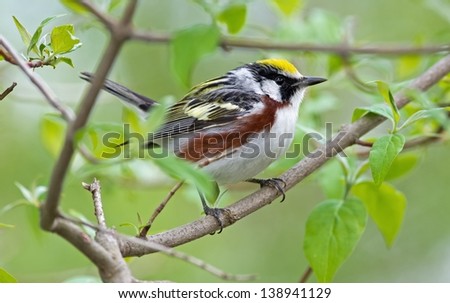 Chestnut-sided warbler is common locally in second-growth brush, in orchards, and along roadsides.