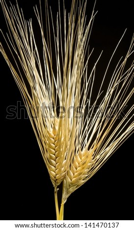 Bearded Barley-Whole grain barley is a healthy high-fiber, high-protein whole grain boasting numerous health benefits. When cooked, barley has a chewy texture and nutty flavor, similar to brown rice.