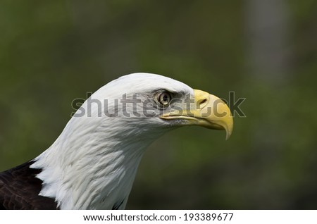 Bald Eagle is the National bird of the USA.  Adults have a white head and tail with a massive yellow bill.