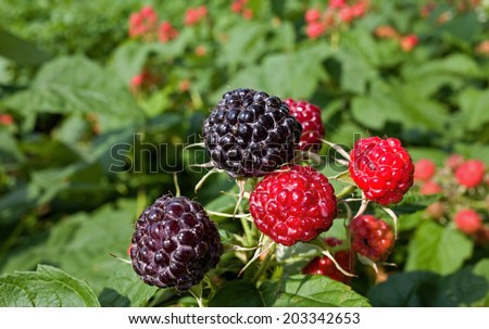Raspberry is the edible fruit of a multitude of plant species in the genus Rubus of the rose family. Raspberries are perennial with woody stems and are delicious eaten fresh or in deserts.