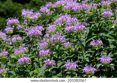 Monarda or bee balm is a genus consisting of roughly 16 species of flowering plants in the mint family, Lamiaceae. The genus is endemic to North America.