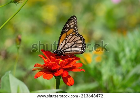 Monarch butterfly is a milkweed butterfly in the family Nymphalidae. It may be the most familiar North American butterfly.