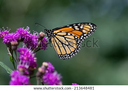 Monarch butterfly is a milkweed butterfly in the family Nymphalidae. It may be the most familiar North American butterfly.