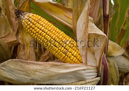 United States is, by far, the largest producer of corn in the world. Almost eighty percent of all corn grown in the U.S. is consumed by domestic and overseas livestock, poultry, and fish production.