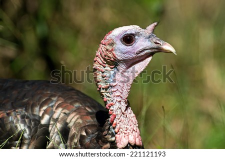 Wild Turkey is one of the largest birds in the USA.  It is found in flocks in open woods with fields or clearings. It is hunted in much of North America.