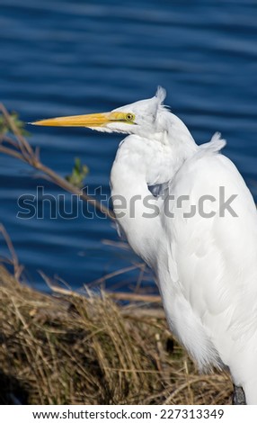 Great Egrets are a widespread species, are always white and often gather in loose flocks and feed mainly on fish captured in open water.