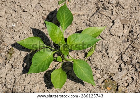 Green bell pepper plant in the garden. Bell pepper, also known as Jon\'s head or a pepper and capsicum, is a cultivar group of the species Capsicum annuum.