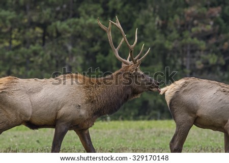 Male elk in the fall of the year during rutting season.   Pennsylvania is home to the largest free roaming elk herd in Northeastern United States.  They can be heard bugling during the rut.