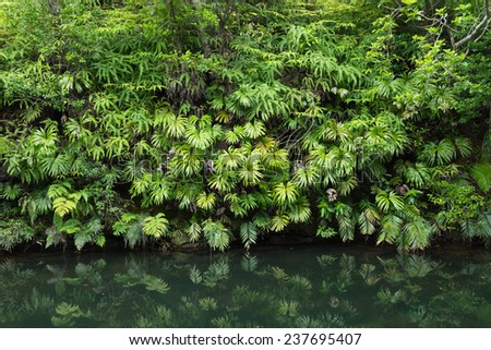 Lush Jungle foliage reflecting in calm forest stream